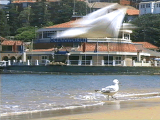 australia flipping.gif (2398567 bytes)