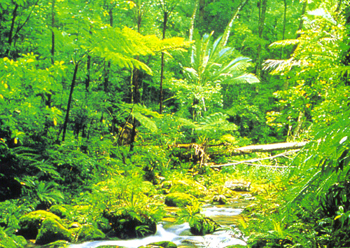 Rainforest
