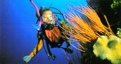 Close-up Look at the Great Barrier Reef