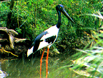bird.JPG (119244 bytes)